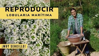 Cómo reproducir la lobularia marítima mediante esquejes  Decogarden  Jardinatis [upl. by Edeline905]