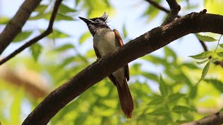 indian Paradise Flycatcher Call  Female [upl. by Camm126]