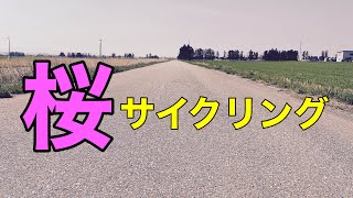 ９kmの桜並木をクロスバイクで駆け抜けてみた。 [upl. by Yssenhguahs]