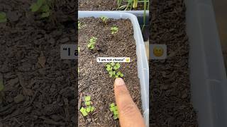 Growing arugula 🌱 short youtubeshorts gardening [upl. by Leahcimdivad]