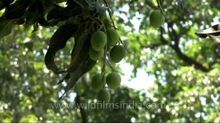 The magnificent Mangifera Indica [upl. by Fevre]