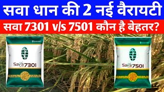 सवा 7301 और सवा 7501 धान में कौन है बेहतर धान की 2 नई वैरायटी 2023Sava 7301 vs Sava 7501 [upl. by Ellehctim]