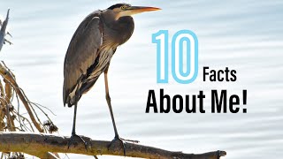 10 Amazing Facts About The Great Blue Heron [upl. by Eyanaj353]