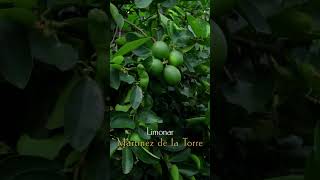 Limonar veracruzano [upl. by Anthony]