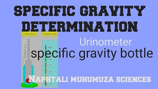 Urinalysis Specific Gravity determination in urine  Urinometer  specific gravity bottle [upl. by Ainesey69]