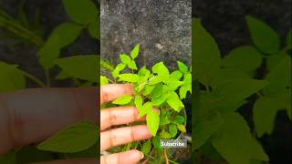 🥰🌱Chia Seeds Plant🌿20kviewssubscribesharepomegranatenaturegreenscreenvegetables [upl. by Nylrahs]