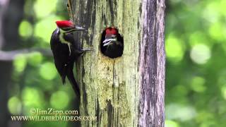 Pileated Woodpecker Nest [upl. by Driscoll]