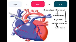 2 CVS Cardiac Output شرح بالعربي [upl. by Schindler607]