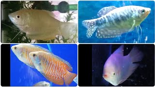 Most common Gourami types  popular freshwater Gourami fish species [upl. by Billie]