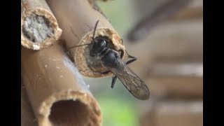 Osmie Xylocope Mégaschile Anthidium 5  Petites abeilles [upl. by Oap]