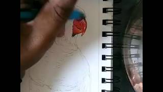 EXOTIC BIRD RAINBOW LORIKEET🐦 TIME LAPSE DRAWING [upl. by Cavan453]