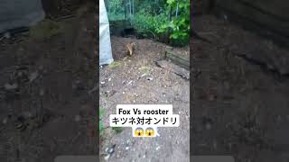 Fox attack on rooster 😱😱😱ytshorts trending youtubeshorts [upl. by Eceinal286]