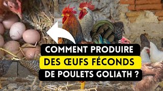 Comment Produire Des Œufs Féconds de Poulets Goliath [upl. by Stallworth288]