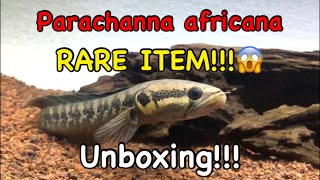 PARACHANNA AFRICANA  unboxing [upl. by Repohtsirhc]