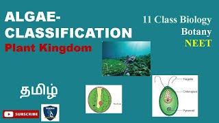 Algae Classification in Tamil I Plant Kingdom  Botany I Class11 I TNSCERTCBSE  NEET [upl. by Erreip89]