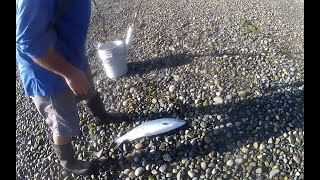 Coho at Possession point bait Co getting bigger 16th to 19th of Aug [upl. by Lorelle553]