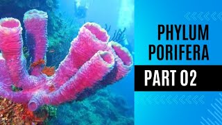 phylum porifera Sponges sponges body types Reproduction in sponges  Excretion Nervous system [upl. by Joy]