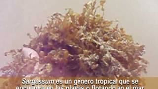 Sargassum  Una PHAEOPHYTA tropical [upl. by Terrance]