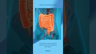 What is Lactobacillus lactobacillus uti urinaryhealth [upl. by Ariajay]