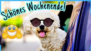 Tierisch WITZIGE Wochenendgrüße zum Teilen 🐶 [upl. by Leribag962]