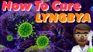 Ep23  LYNGBYA  The Magic Cure 👨🏽‍🔬 [upl. by Pressey]