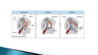 EMBRYOLOGIE Quatrième semaine du développement embryonnaire DR LAOUCHE [upl. by Anhej]