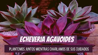 Plantemos juntos y hablemos de Echeveria agavoides [upl. by Skilken]