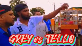 GREY vs TELLO🔥MASH DAY TOWA TOWA BIRD WHISTLING COMPETITION AT BETTER HOPE 🇬🇾 BIRD GROUND 2024 🌎 [upl. by Layap839]