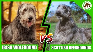 Irish Wolfhound vs Scottish Deerhound  Which One is Right for You [upl. by Stewardson]