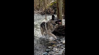 Norwegian Elkhound Bunny Hopping – a Hunting Strategy [upl. by Araihc612]