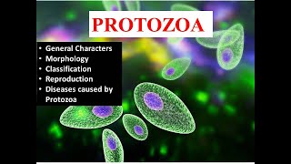 Introduction to Protozoa General CharactersMorphology and Classification [upl. by Hsihsa]