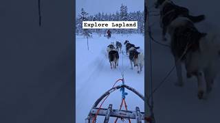 Gliding Through Lapland’s Winter Wonderland on a Dog Sled Lapland DogSledding Travel [upl. by Neivad]