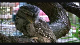 Tawny Frogmouth at the Sacramento Zoo [upl. by Laved]