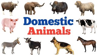 Domestic Animals Name  Domestic animals  Learn domestic animals names  domestic animals [upl. by Nair702]