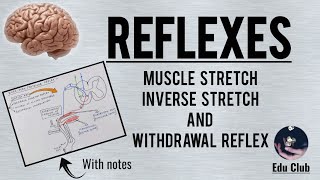 Reflexes  Muscle Stretch Inverse Stretch and Withdrawl Reflexes [upl. by Royd]