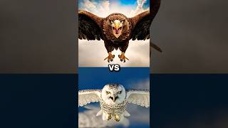 Snow owl vs Vultures vs Eagle falcon Crow Owl seagull Duck toucan bird Macow pigeon [upl. by Mccutcheon]