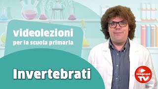 Videolezione gli invertebrati  Renato lo scienziato Renatoloscienziatoofficial [upl. by Noskcaj]