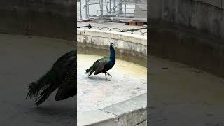 Peafowl in Royal Baths Park Łazienki Park  Warsaw 🇵🇱 Poland shorts 4k warsaw poland travel [upl. by Anibla]