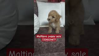 Top beautiful breed maltipoo puppy sale in India trending pets mohali chandigarh shorts viral [upl. by Alegnat722]