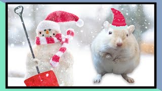 Keeping Gerbils Warm in Winter [upl. by Bazar]