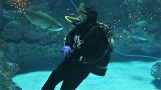 North Carolina Aquarium at Fort Fisher  Kure Beach NC [upl. by Hagile]