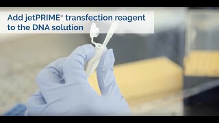 Easy DNA transfection with jetPRIME  Polyplustransfection [upl. by Isawk623]