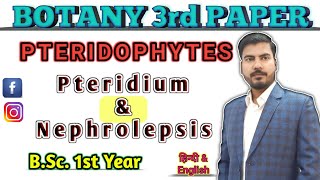 Lt10 Pteridium amp Nephrolepsis Pteridophyta BOTANY 3rd PaperBSc1st Year [upl. by Airotkciv]