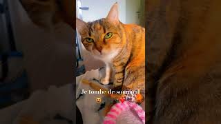 chat drôle et intelligentejoli regardcat cute funny shortvideos shortsyoutube 😻❤️ [upl. by Bill]