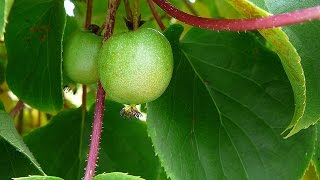 Propagating Hardy Kiwi  Spectacular Results [upl. by Orabel666]