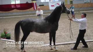 hengst SHAGYA 231 ROMEO [upl. by Aley]