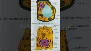 Plant cell vs Animal cell [upl. by Abra775]