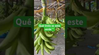 PLÁTANO HARTÓN 👉🏾 AGRICORP SAS agricultura plátanohartón urabá colombia [upl. by Anirdua]