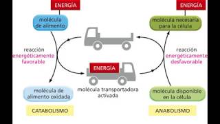 Energía y Metabolismo 33 Tipos de Metabolismos Energías y Reacciones [upl. by Atnauqal]