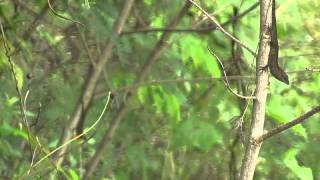 Anolis sagrei Cuban brown anole Jamaica [upl. by Ratib240]